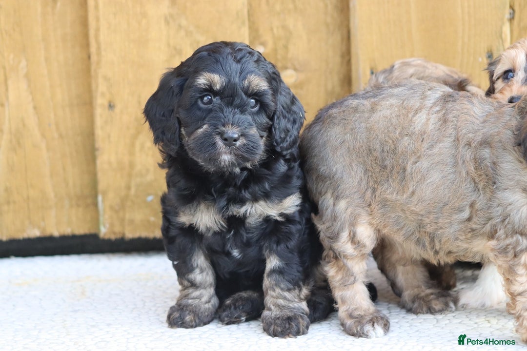 Cockapoo dogs for sale: Cockapoo puppies for sale!  - Advert 25