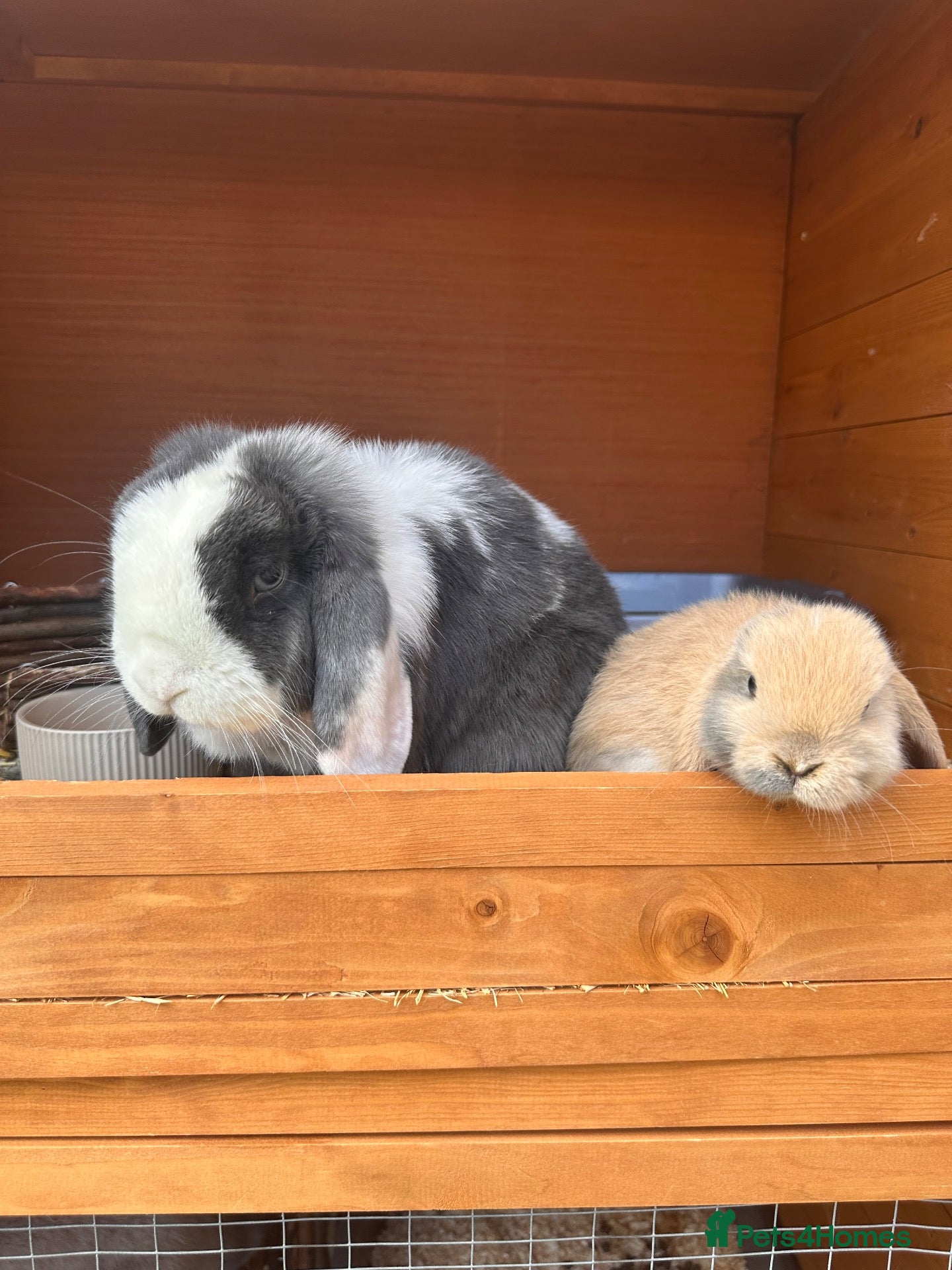 Mini Lop rabbits Baby Buck and Gorgeous Minilop Doe available🤍 - Advert 2
