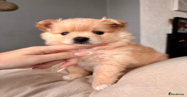 Pomeranian dogs - Advert 4