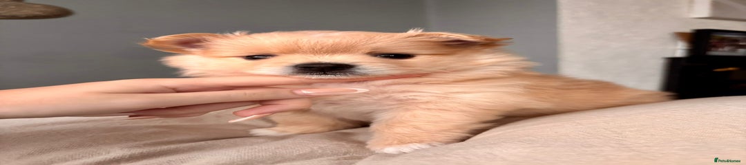 Pomeranian Puppy 3