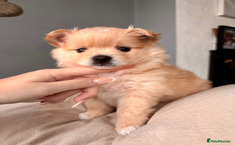 Pomeranian dogs - Advert 6