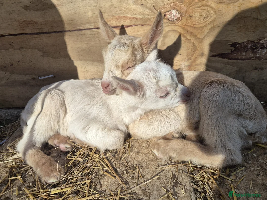 Goats livestock for sale: Saanen  goats - Advert 2
