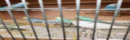 Budgerigars birds for sale: Beautiful Baby Budgies for sale. - Advert 8