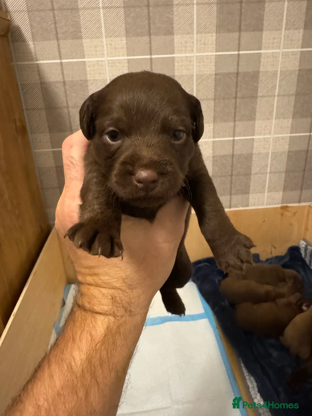 Patterdale Terrier dogs for sale: Patterdale terrier puppies  - Advert 2