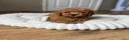 Cavapoo dogs for sale: ** REDUCED - READY NOW ** F1B Cavapoo Puppiess - Advert 4