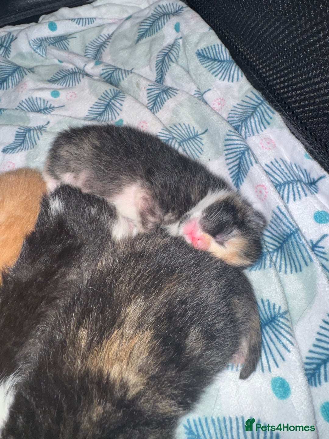 Mixed Breed cats for sale: 5 beautiful kittens PLEASE READ DESCRIPTION  - Advert 8