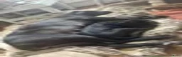 Mixed Breed dogs for sale: Styunning Cane Corso / Bullmasitff mix Puppies  - Advert 7