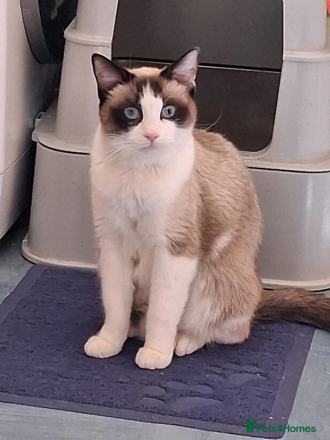 Maine Coon cats for sale: Maine coon x ragdoll  - Advert 2