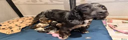 Cocker Spaniel dogs for sale: 8 beautiful working cocker spaniel puppies - Advert 2