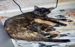Domestic Shorthair cats for sale: 5 kittens looking for homes :)  - Image 10