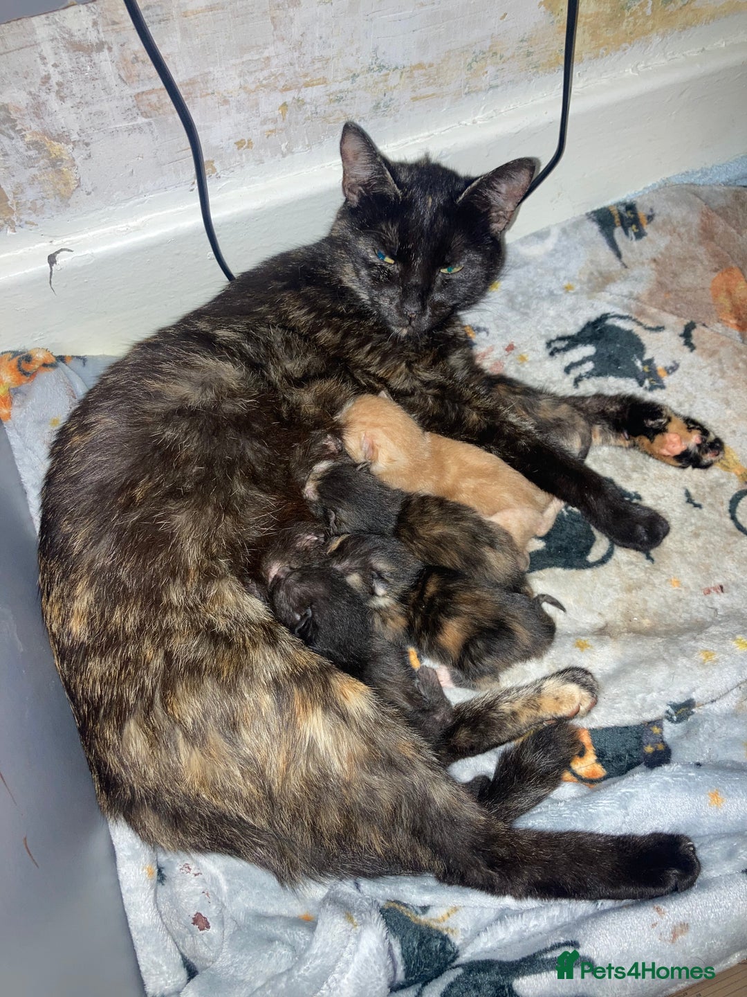 Domestic Shorthair cats for sale: 5 kittens looking for homes :)  - Image 10