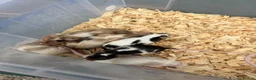 Mouse rodents for sale: Friendly mice for sale  - Advert 5