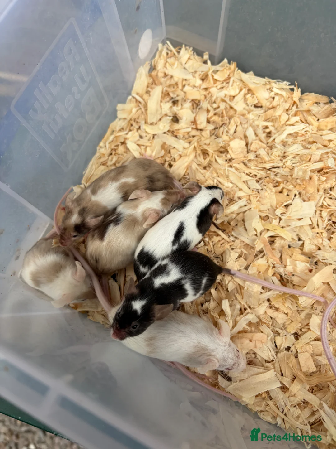 Mouse rodents for sale: Friendly mice for sale  - Advert 5