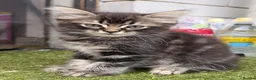 Ragdoll cats for sale: Discover the Wonder of Cherubim Ragdoll Kittens - Advert 8