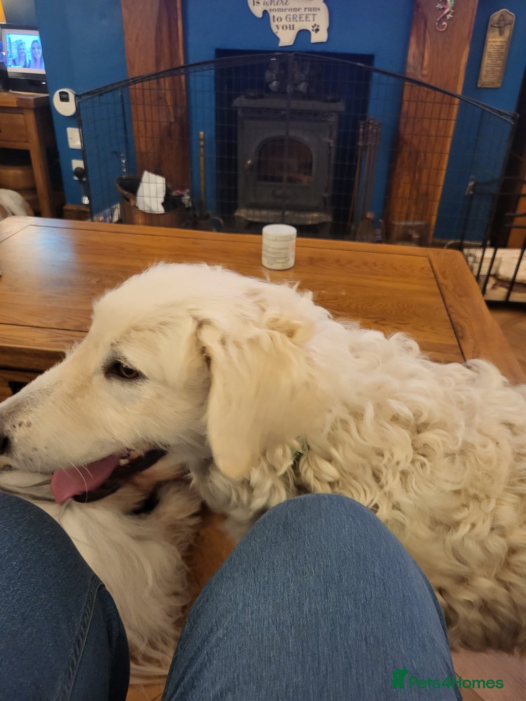Mixed Breed dogs for adoption: MAGGIE - Advert 4