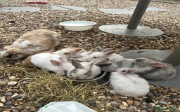 Mixed Breed rabbits for sale: Mixed bunnies - Image 7