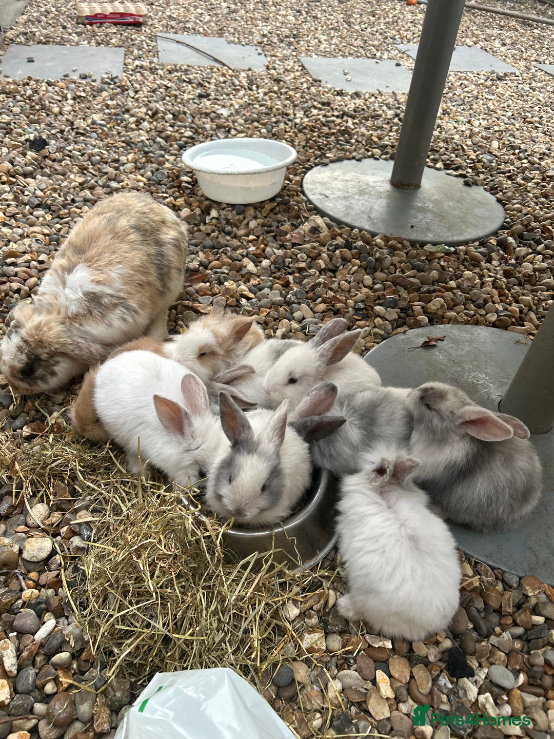 Mixed Breed rabbits for sale: Mixed bunnies - Image 7