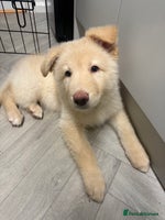 German Shepherd dogs - Advert 1