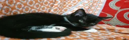 Mixed Breed cats for sale: Gorgeous black&white male kitten - Advert 3
