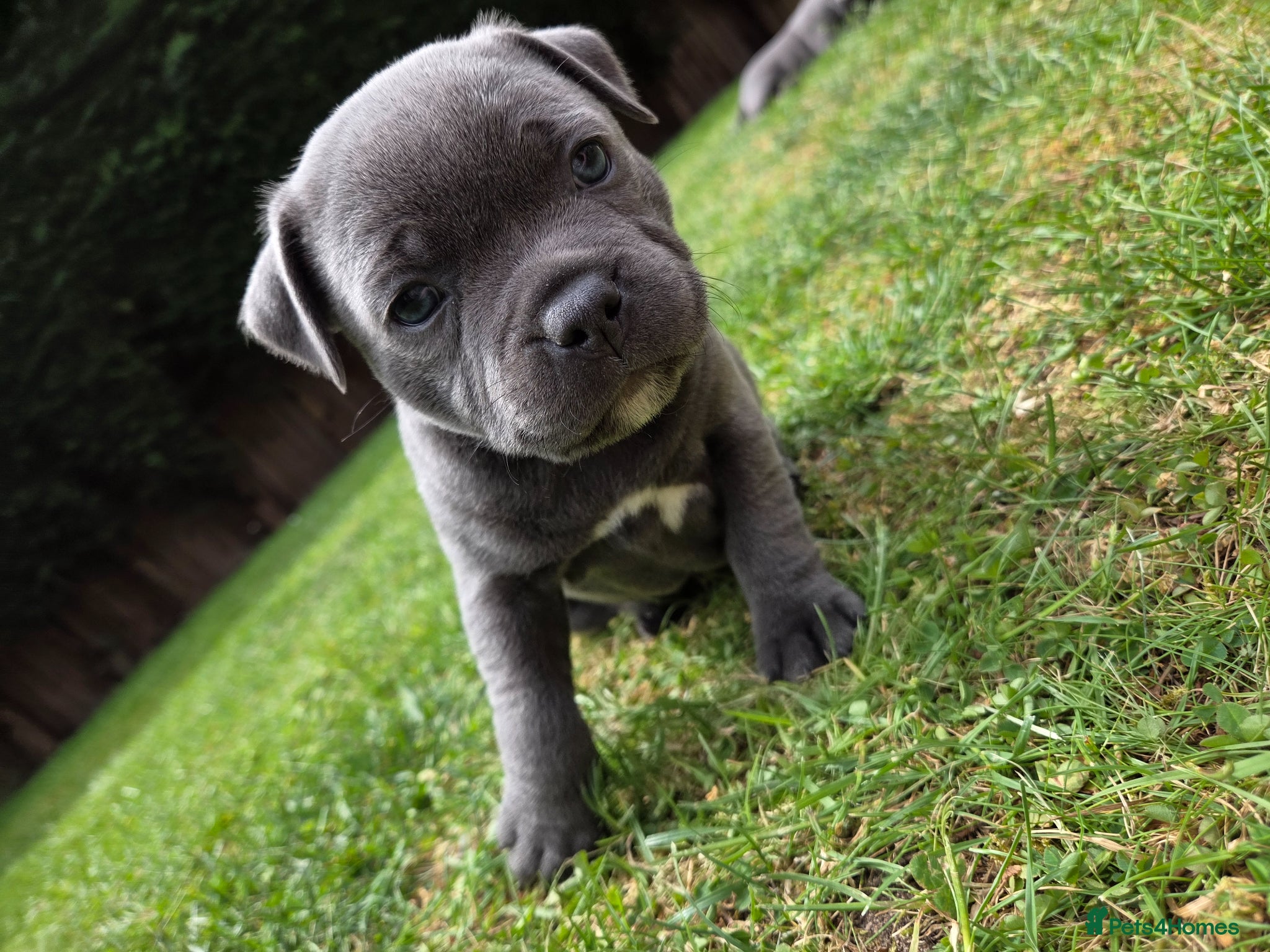 Staffordshire Bull Terrier dogs Beautiful KC Registered Last Female Puppy  - Advert 15