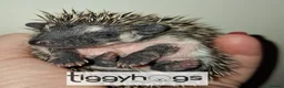 Pygmy Hedgehog rodents for sale: Handsome Male African pygmy hedgehogs  - Advert 4