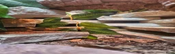Leopard Gecko reptiles for sale: 3x female leopard geckos with amazing setup - Advert 10