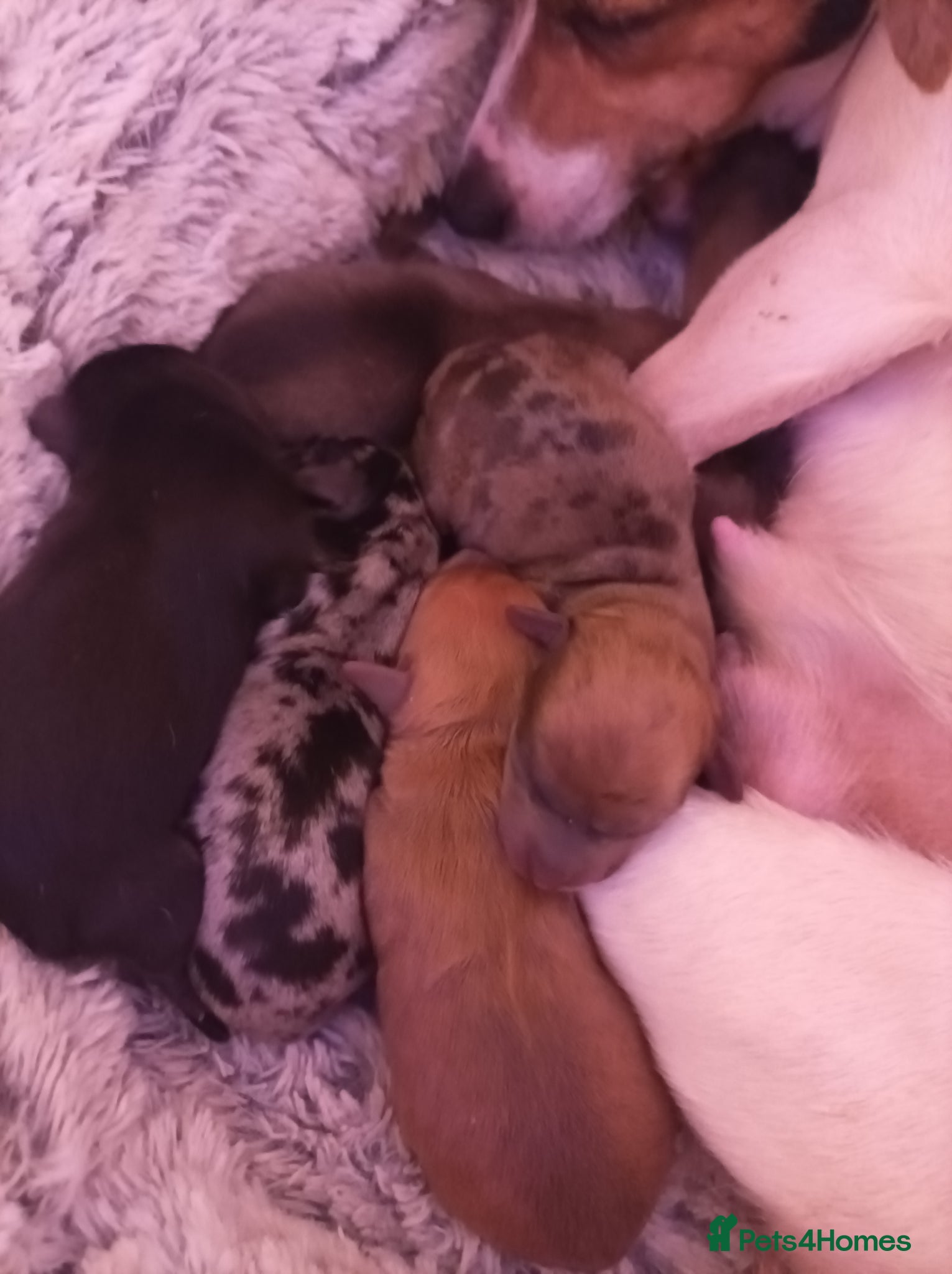 Jack Russell dogs Jack Russell puppies  - Advert 15