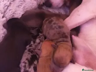 Jack Russell dogs Jack Russell puppies - Advert 15