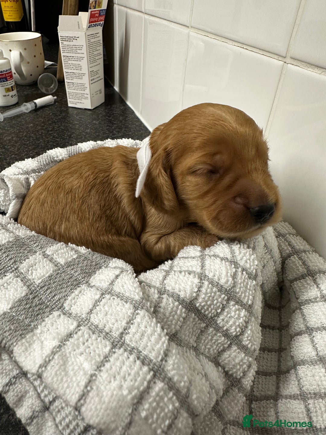 Cockapoo dogs for sale: Red & Apricot Cockapoo puppies  - Advert 35