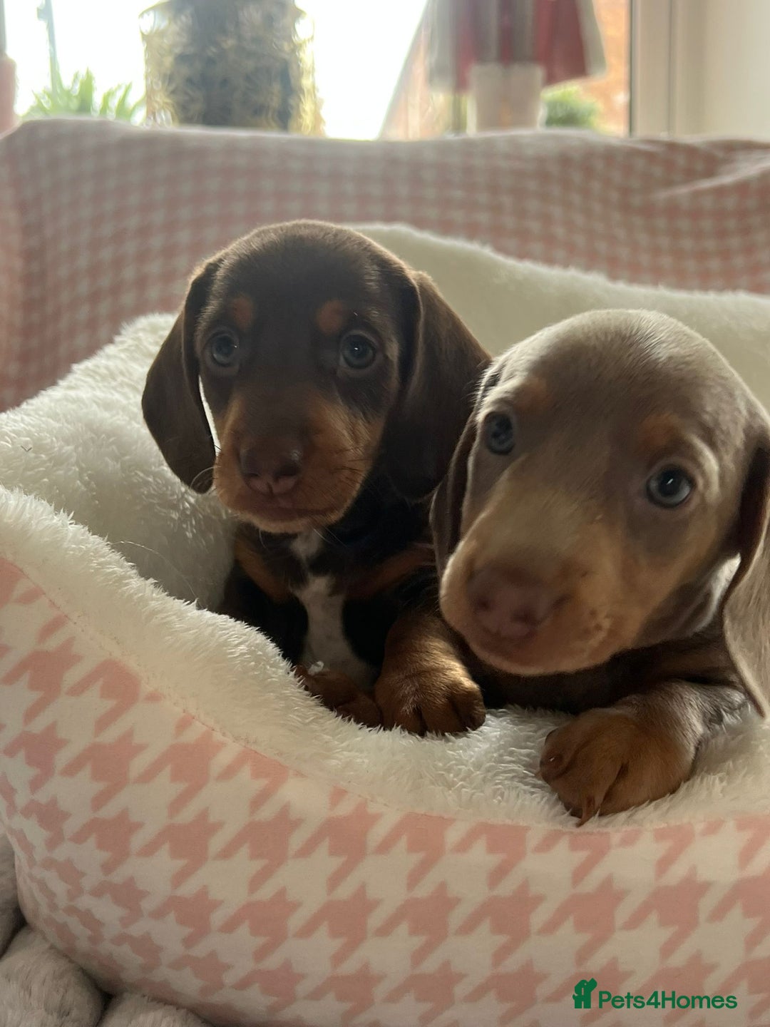 Miniature Dachshund dogs for sale: Miniature Dachshund  - Image 12