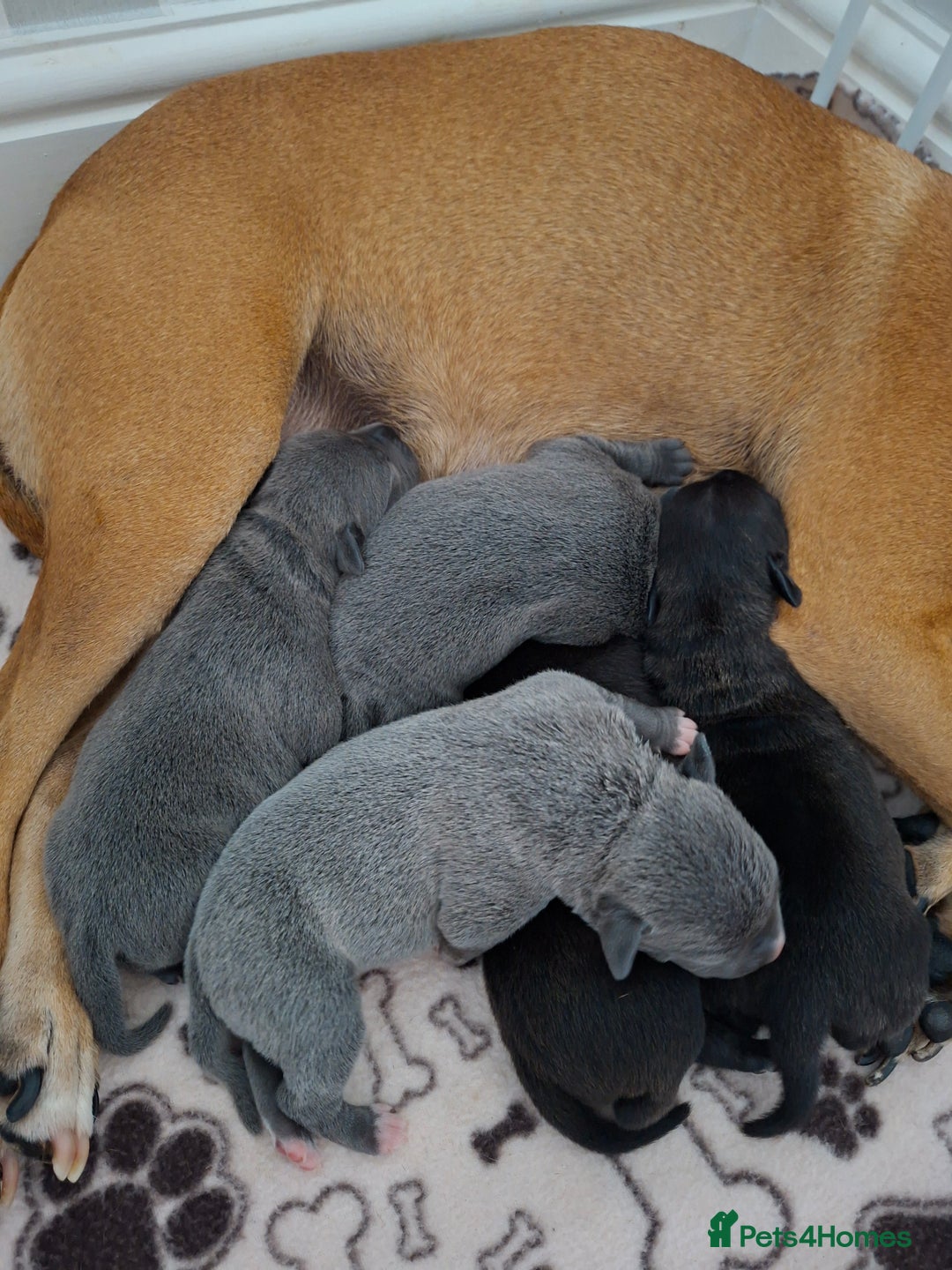 Staffordshire Bull Terrier dogs for sale: Staffy pups ready 26th august 2 brindle 3 blue - Image 37