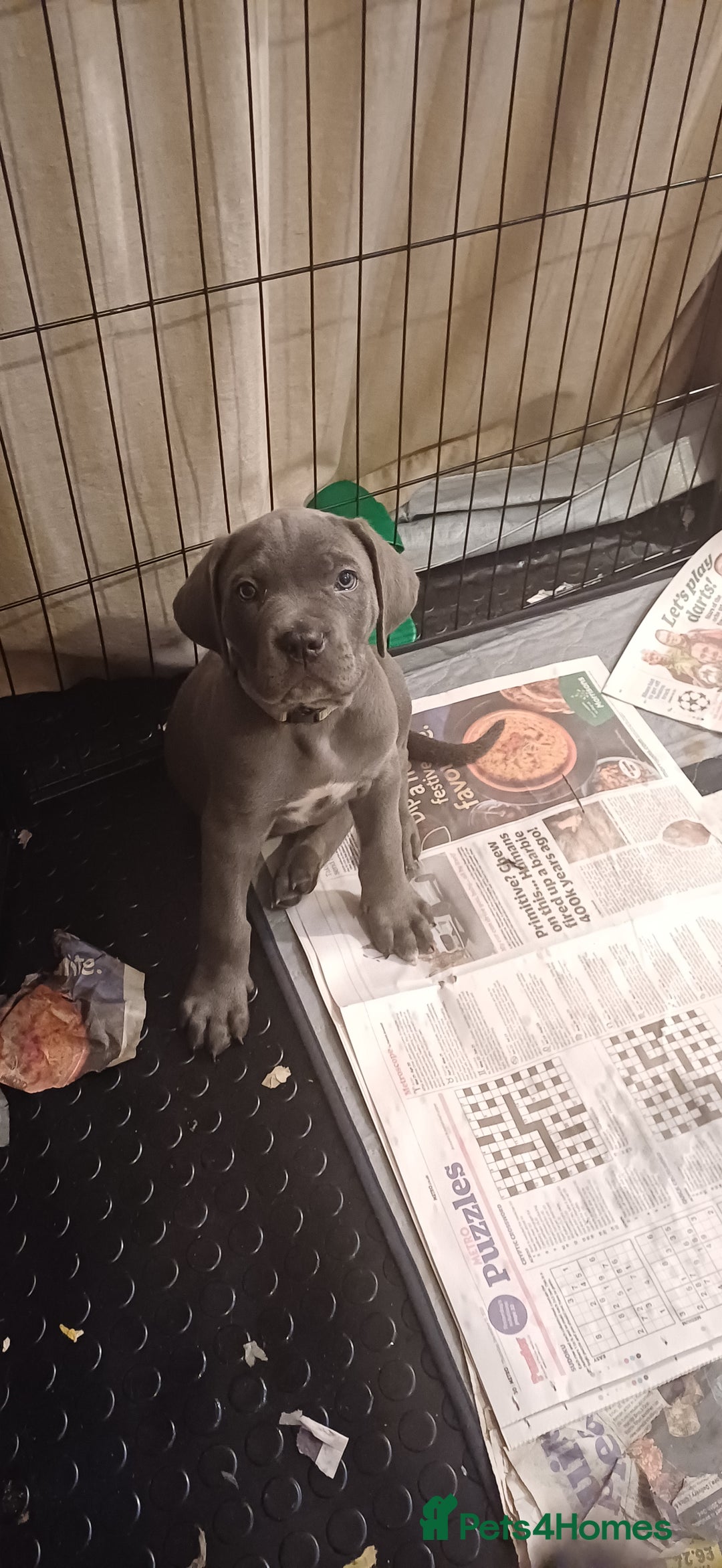 Cane Corso dogs for sale: Stunning 4th Generation Cane Corse Pups  - Advert 16