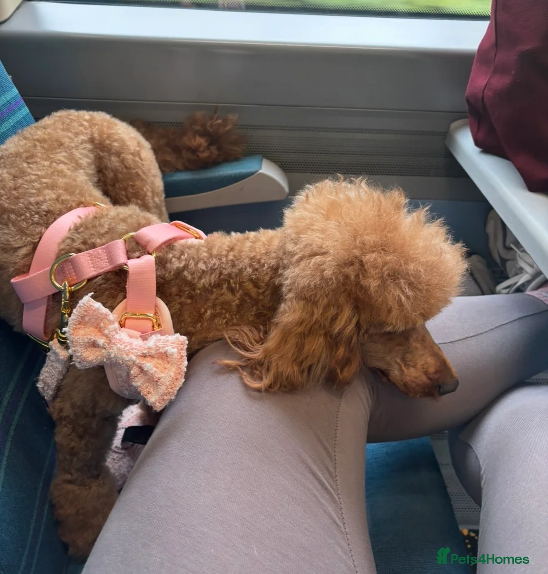Toy Poodle dogs for sale: Beautiful KC registered red toy poodle Peggie  - Advert 2