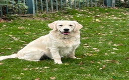 Golden Retriever dogs for sale: Extensively Health tested parents.Snowwhite Chunks - Image 36