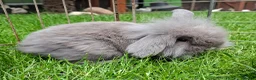Mixed Breed rabbits for sale: 4 lovely minilop lionhead rabbits  - Advert 5