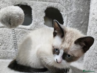 Snowshoe cats Rare pedigree snowshoe kittens born in Scotland - Advert 18