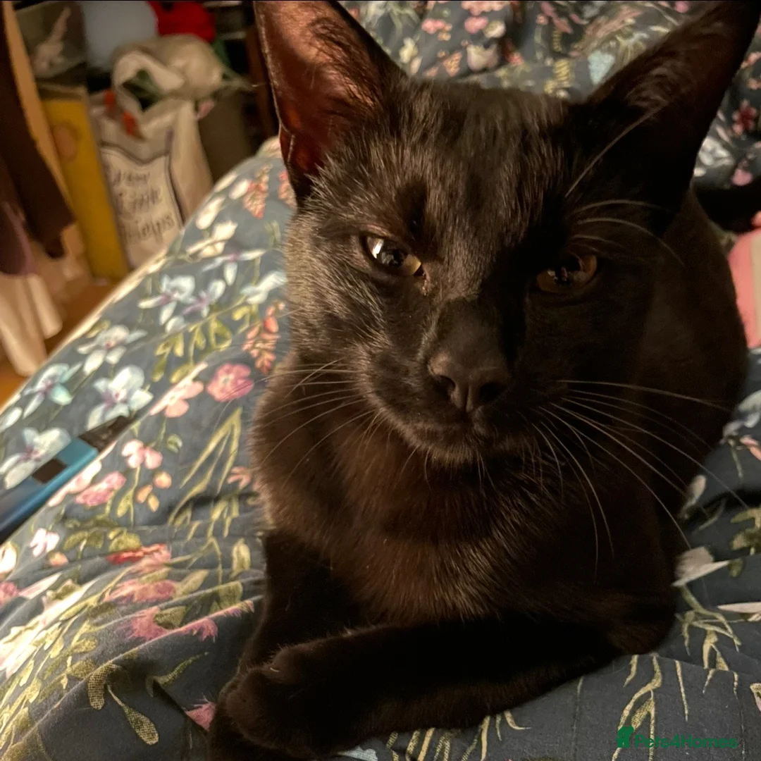 Savannah cats for sale: Beautiful Melanistic Savannah Cat – 1 Year Old in Sheffield - Advert 2