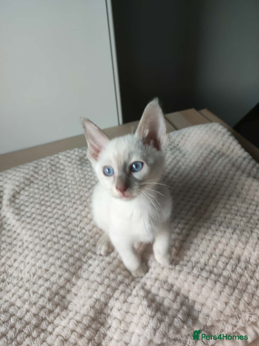 Siamese cats for sale: Siamese x rex cross kittens - Advert 4