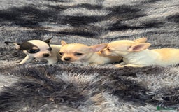 Chihuahua dogs for sale: Chihuahua puppy’s  - Image 11