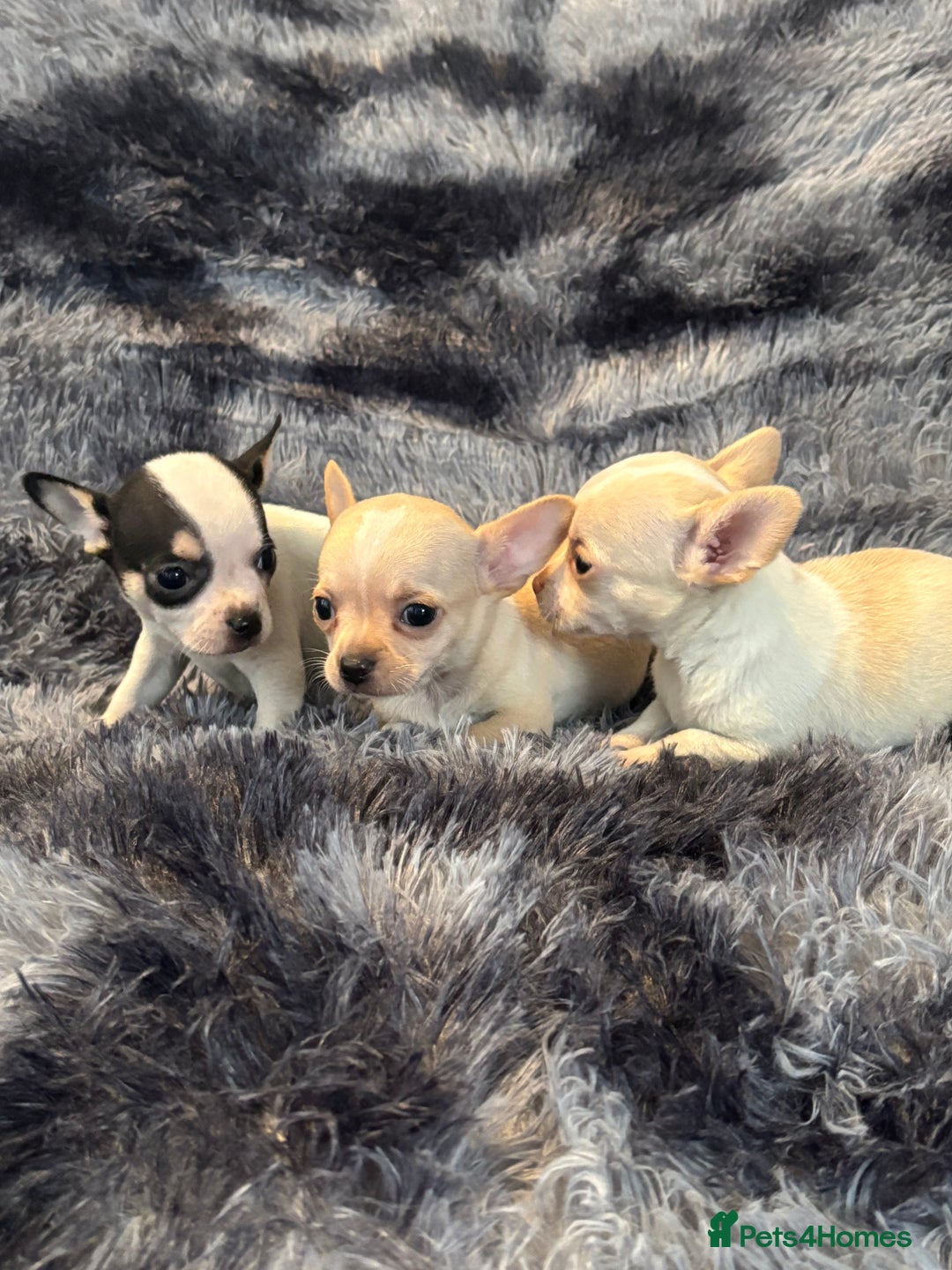 Chihuahua dogs for sale: Chihuahua puppy’s  - Image 11