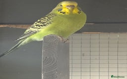 Budgerigars birds for sale: Budgies for sale - Image 17