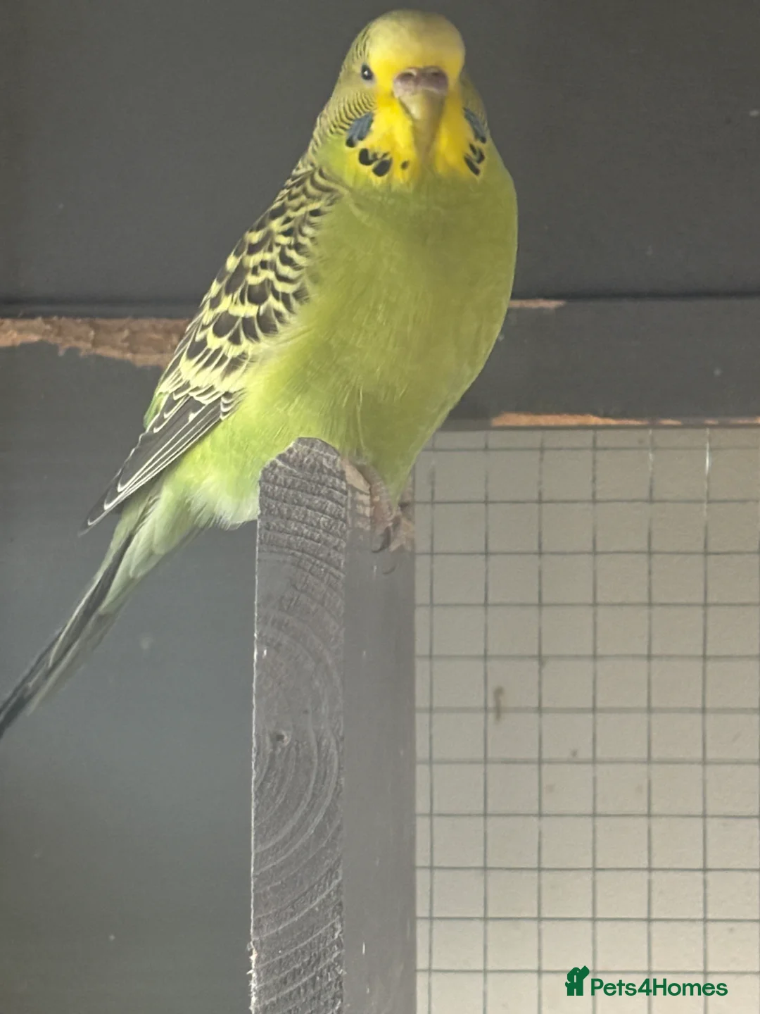 Budgerigars birds for sale: Young Budgies for sale - Advert 17