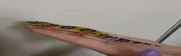 Leopard Gecko reptiles for sale: Baby leopard geckos - Advert 30