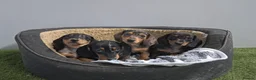 Miniature Dachshund dogs for sale: Miniature dapple dachshunds  - Advert 11