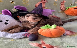 Cockapoo dogs for sale: PRA clear F1b Cockapoo puppies  - Image 13