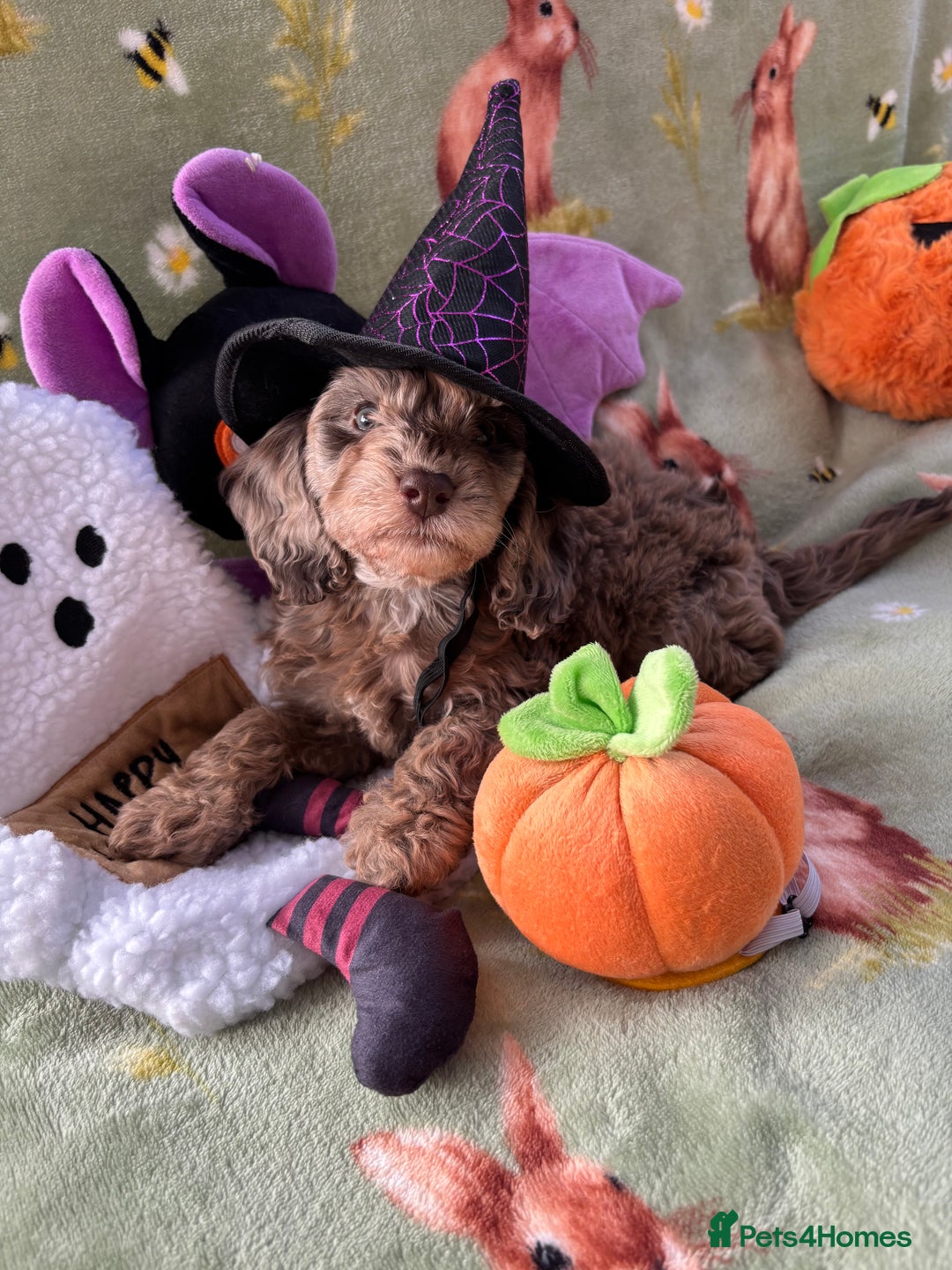 Cockapoo dogs for sale: PRA clear F1b Cockapoo puppies  - Image 13