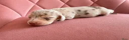 Miniature Dachshund dogs for sale: ✨ Adorable Litter of Miniature Daschund Puppies - Advert 2