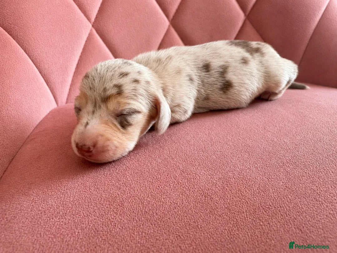 Miniature Dachshund dogs for sale: ✨ Adorable Litter of Miniature Daschund Puppies - Advert 2
