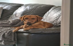 Labrador Retriever dogs for sale: KC Registered Fox Red Labrador Puppies - Image 21