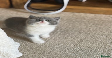 British Shorthair cats - Advert 2